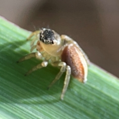 Maratus scutulatus at Coolangatta, QLD - 15 Jun 2024