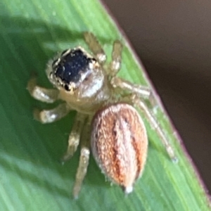 Maratus scutulatus at Coolangatta, QLD - 15 Jun 2024