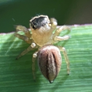 Maratus scutulatus at Coolangatta, QLD - 15 Jun 2024