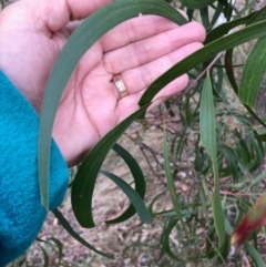 Acacia implexa (Hickory Wattle, Lightwood) at Oakey Hill - 13 Jun 2024 by GregC