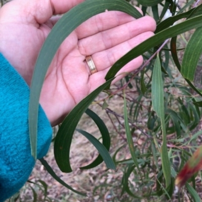 Acacia implexa (Hickory Wattle, Lightwood) at Oakey Hill - 13 Jun 2024 by GregC