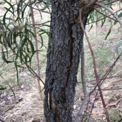 Acacia implexa at Oakey Hill - 13 Jun 2024