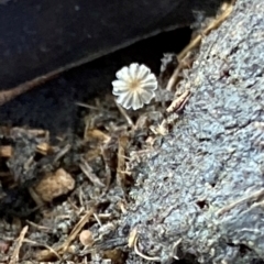 Coprinellus etc. (An Inkcap) at Oallen, NSW - 10 Jun 2024 by clinde