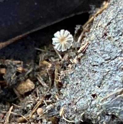 Coprinellus etc. (An Inkcap) at Oallen, NSW - 10 Jun 2024 by clinde