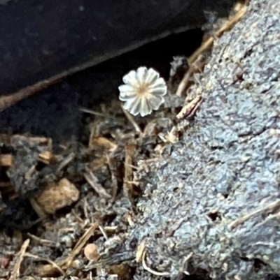 Unidentified Fungus at Oallen, NSW - 10 Jun 2024 by clinde