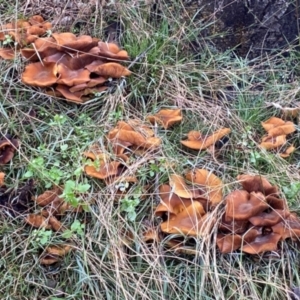 Armillaria sp. at Oallen, NSW - 9 Jun 2024