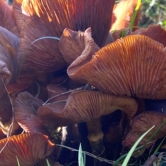 Armillaria sp. at Oallen, NSW - 9 Jun 2024