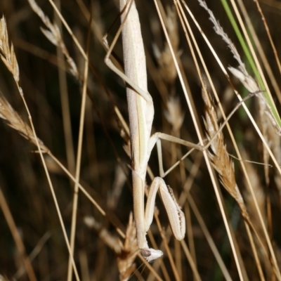 Tenodera australasiae (Purple-winged mantid) at WendyM's farm at Freshwater Ck. - 9 Feb 2023 by WendyEM