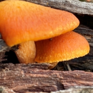 Gymnopilus sp. at Oallen, NSW - 10 Jun 2024