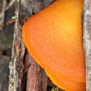 Gymnopilus sp. at Oallen, NSW - 10 Jun 2024