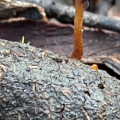 Protostropharia semiglobata at Oallen, NSW - 10 Jun 2024 by clinde