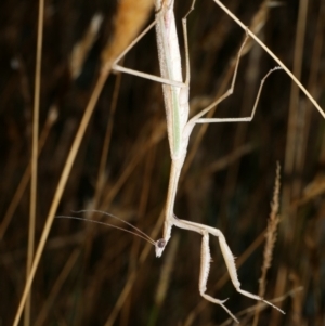 Tenodera australasiae at WendyM's farm at Freshwater Ck. - 9 Feb 2023 11:00 PM