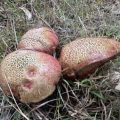 Bolete sp. at Hackett, ACT - 15 Jun 2024 by Pirom