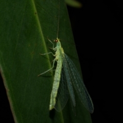 Apertochrysa edwardsi (A Green Lacewing) at WendyM's farm at Freshwater Ck. - 9 Feb 2023 by WendyEM