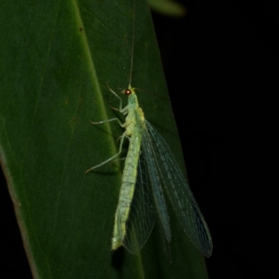 Apertochrysa edwardsi at suppressed - 9 Feb 2023 by WendyEM