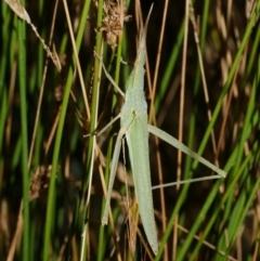 Acrida conica (Giant green slantface) at WendyM's farm at Freshwater Ck. - 9 Feb 2023 by WendyEM