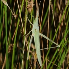 Acrida conica (Giant green slantface) at Freshwater Creek, VIC - 9 Feb 2023 by WendyEM