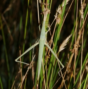 Acrida conica at WendyM's farm at Freshwater Ck. - 9 Feb 2023