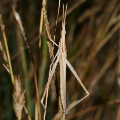 Acrida conica (Giant green slantface) at Freshwater Creek, VIC - 9 Feb 2023 by WendyEM