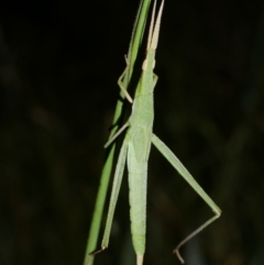 Acrida conica (Giant green slantface) at Freshwater Creek, VIC - 9 Feb 2023 by WendyEM