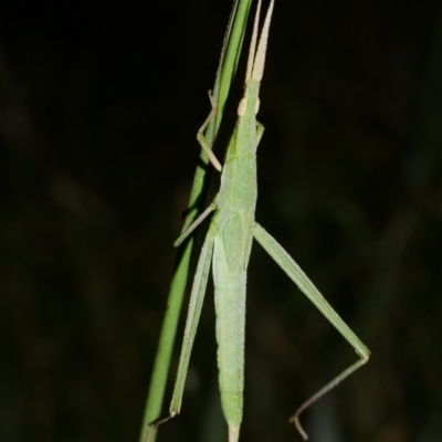 Acrida conica (Giant green slantface) at Freshwater Creek, VIC - 9 Feb 2023 by WendyEM