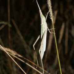 Acrida conica (Giant green slantface) at Freshwater Creek, VIC - 9 Feb 2023 by WendyEM