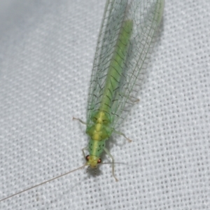 Apertochrysa edwardsi at WendyM's farm at Freshwater Ck. - 21 Feb 2023