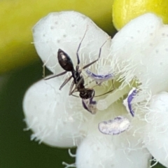 Formicidae (family) (Unidentified ant) at Coolangatta, QLD - 15 Jun 2024 by Hejor1
