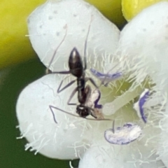 Formicidae (family) at Coolangatta, QLD - 15 Jun 2024 11:16 AM