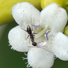 Formicidae (family) at Coolangatta, QLD - 15 Jun 2024 11:16 AM