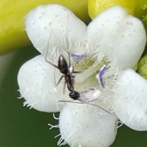 Formicidae (family) at Coolangatta, QLD - 15 Jun 2024 11:16 AM