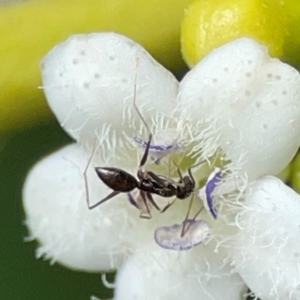 Formicidae (family) at Coolangatta, QLD - 15 Jun 2024 11:16 AM