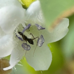 Formicidae (family) at Coolangatta, QLD - 15 Jun 2024 11:16 AM