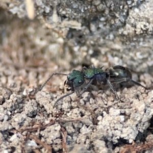 Polyrhachis hookeri at Coolangatta, QLD - 15 Jun 2024 11:17 AM