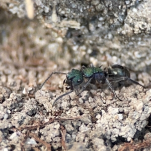 Polyrhachis hookeri at Coolangatta, QLD - 15 Jun 2024