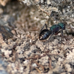 Polyrhachis hookeri at Coolangatta, QLD - 15 Jun 2024