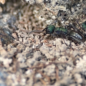 Polyrhachis hookeri at Coolangatta, QLD - 15 Jun 2024