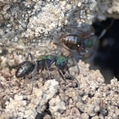 Polyrhachis hookeri at Coolangatta, QLD - 15 Jun 2024