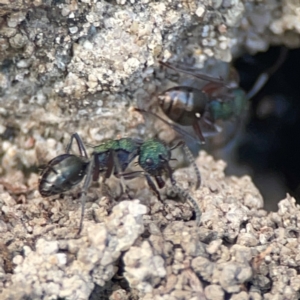 Polyrhachis hookeri at Coolangatta, QLD - 15 Jun 2024