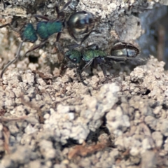 Polyrhachis hookeri at Coolangatta, QLD - 15 Jun 2024