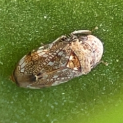 Neovulturnus vultuosus (A leafhopper) at Coolangatta, QLD - 15 Jun 2024 by Hejor1