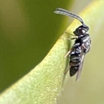 Chalcididae (family) at Coolangatta, QLD - 15 Jun 2024 by Hejor1