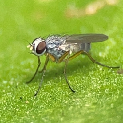 Unidentified Other true fly at Coolangatta, QLD - 15 Jun 2024 by Hejor1
