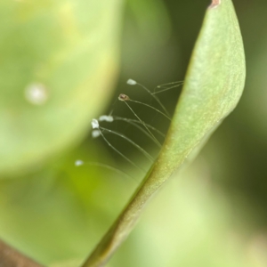 Unidentified at suppressed - 15 Jun 2024