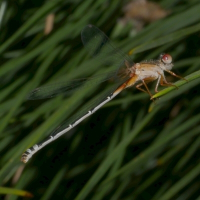 Xanthagrion erythroneurum (Red & Blue Damsel) at WendyM's farm at Freshwater Ck. - 21 Feb 2023 by WendyEM