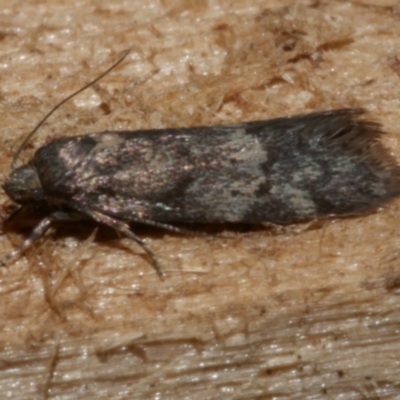 Barea (genus) (A concealer moth) at Freshwater Creek, VIC - 22 Feb 2023 by WendyEM