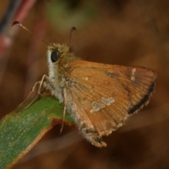 Dispar compacta (Barred Skipper) at Freshwater Creek, VIC - 22 Feb 2023 by WendyEM