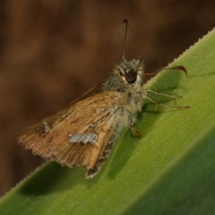 Dispar compacta (Barred Skipper) at Freshwater Creek, VIC - 22 Feb 2023 by WendyEM