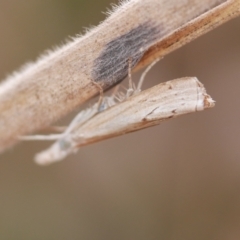 Culladia cuneiferellus (Crambinae moth) at WendyM's farm at Freshwater Ck. - 22 Feb 2023 by WendyEM