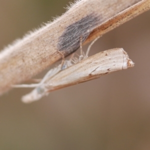 Culladia cuneiferellus at WendyM's farm at Freshwater Ck. - 22 Feb 2023 06:49 PM